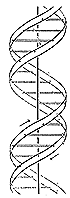 Historyczny schemat budowy DNA