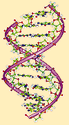 Obecny obraz DNA