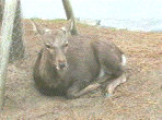 Japanese deer