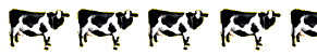 4 1/2 Cows