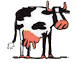 Moo!