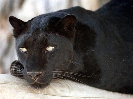 [Black Panther]