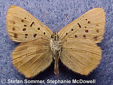 lycaena_dorcas_under_sharp.jpg (45579 bytes)