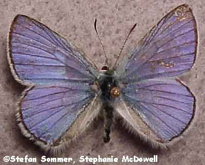 lycaena_heterone_male_top.jpg (38185 bytes)