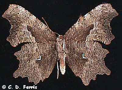 polygonia_oreas_ventral_CDFerris.jpg (19428 bytes)