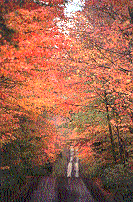 Minnesota Fall Foliage