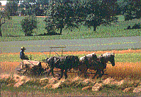 Harvest - Amish