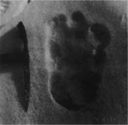 ªlady stopy prawdziwego Yeti, znanego meh- teh, znaleziony w napalskim lodowcu na wysoko╢ci 5800m