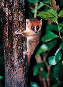 Lemur myszowaty