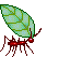 leafcutting ant