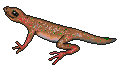 Anolis Lizard