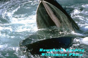 Picture of humpback at surface