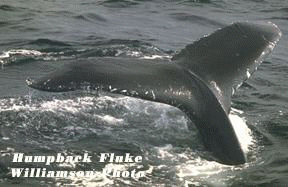Picture of humpback
fluke