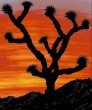 [Joshua Tree sample]