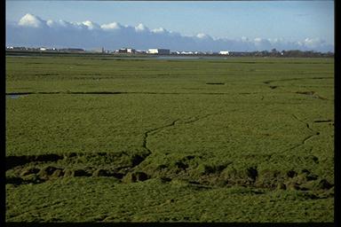 [photograph: Longton Marsh]